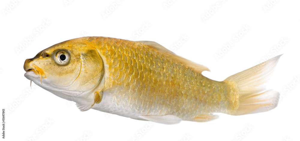 Fototapeta premium Yellow Koi ogon- Cyprinus carpio