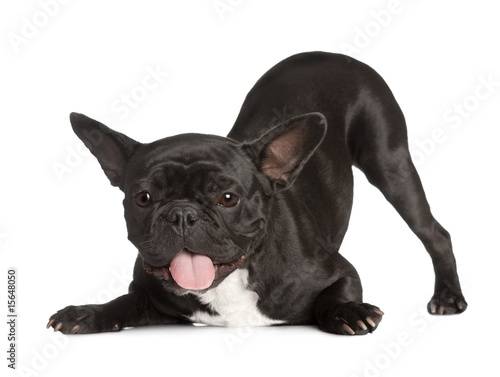 exhausted Black French Bulldog kneeing and panting © Eric Isselée