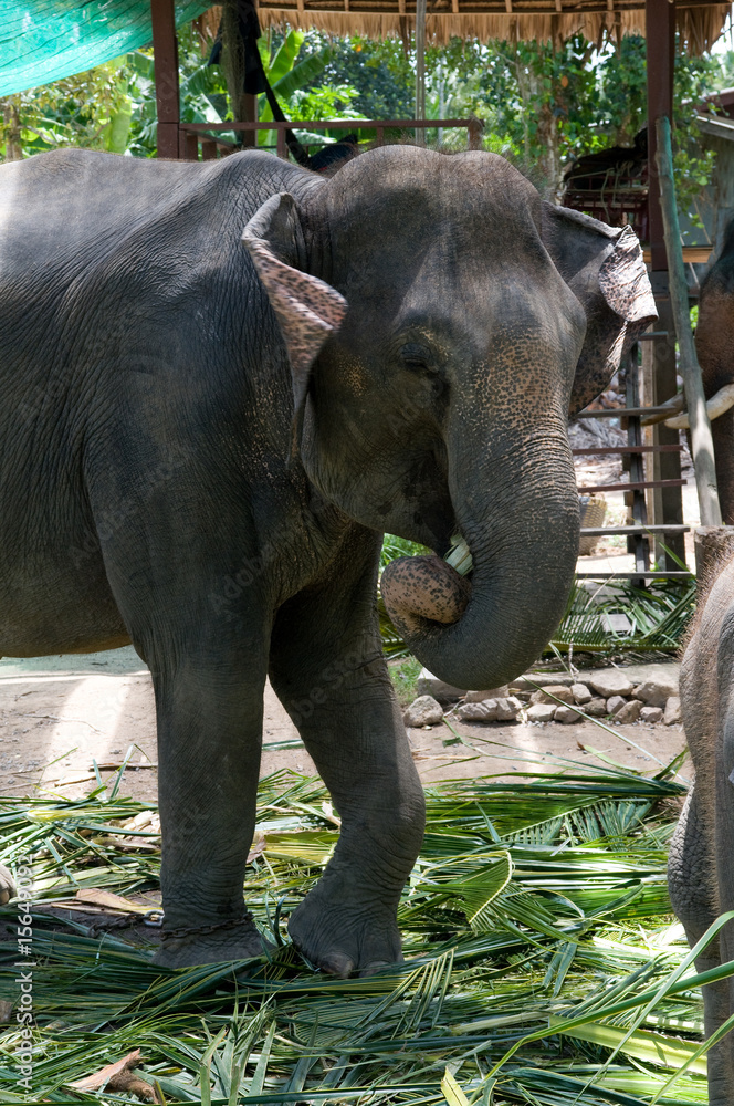 Fototapeta premium elephant