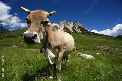 mucche © m.bonotto