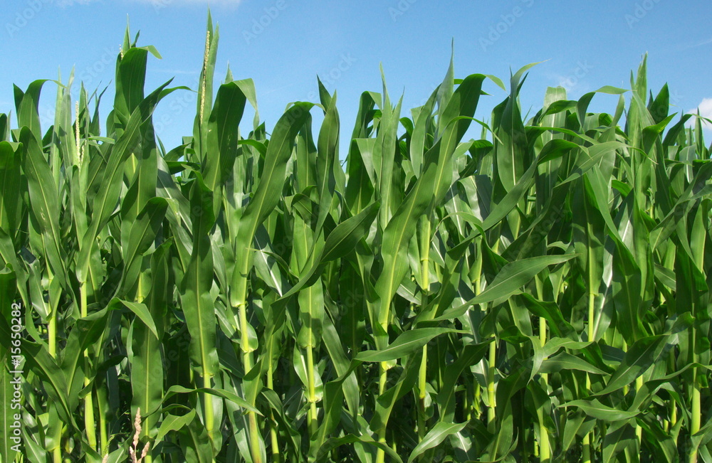 Maisfeld Maisfeld