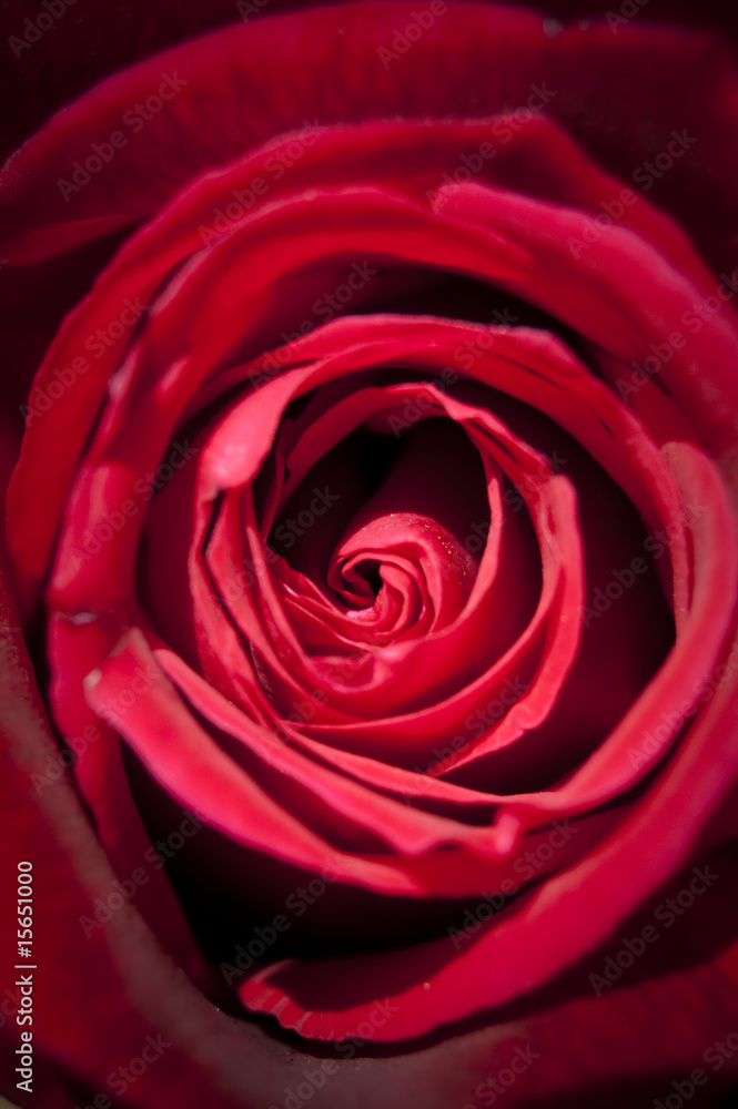 Rose Rose