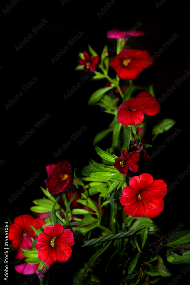 red flowers isolated on black red flowers isolated on black