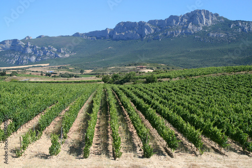 Vineyard in La Rioja
