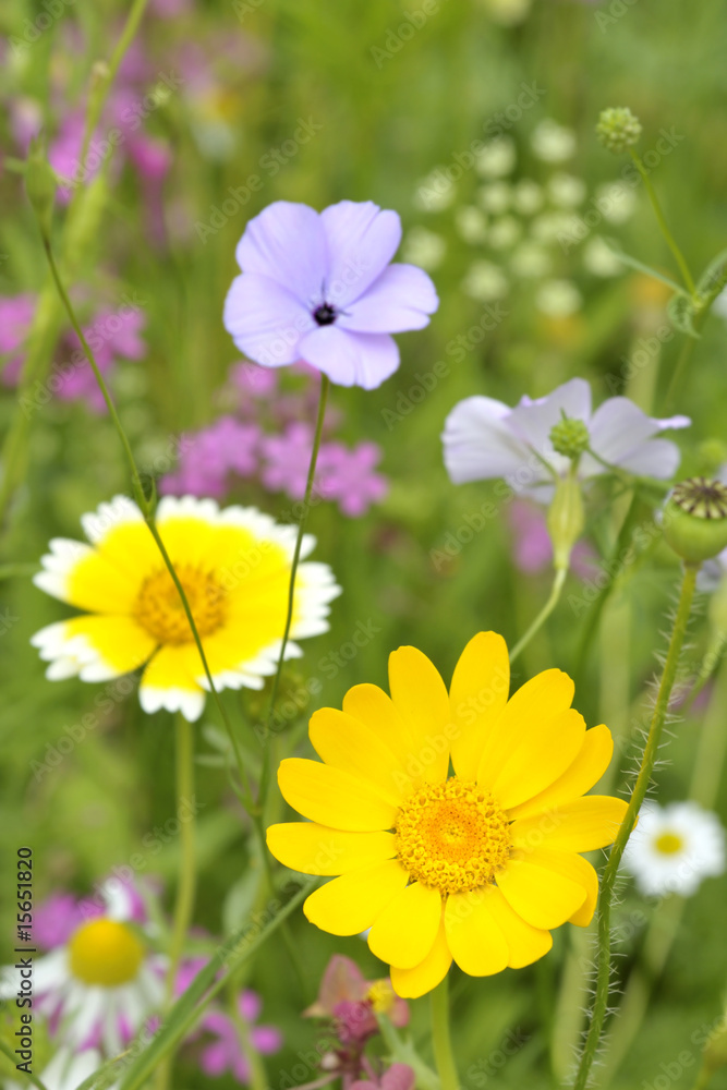 Naklejka premium Sommerwiese