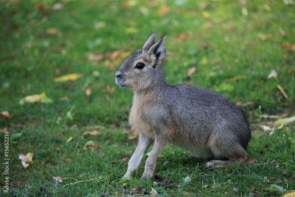 Fototapeta premium Mara