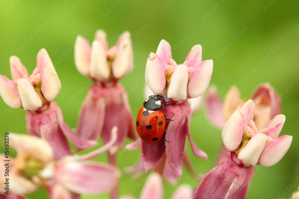 red ladybug on milkweek blossom red ladybug on milkweek blossom