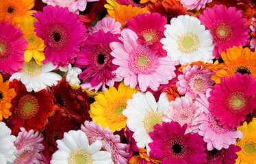 Handdoek met foto Gerbera Veelkleurige gerbera's dicht opeen  © Ekaterina Pokrovsky
