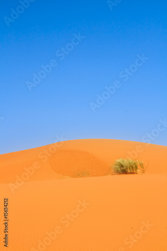 sand dunes and a lonely tuft of grass