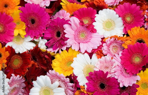 Closeup of many colorful gerbera flowers photo