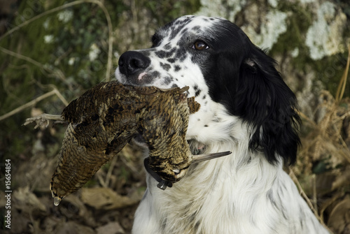 setter anglais avec bécasse