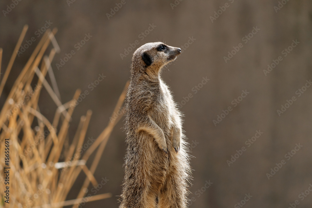 Fototapeta premium An alert meerkat (or suricate) standing on guard