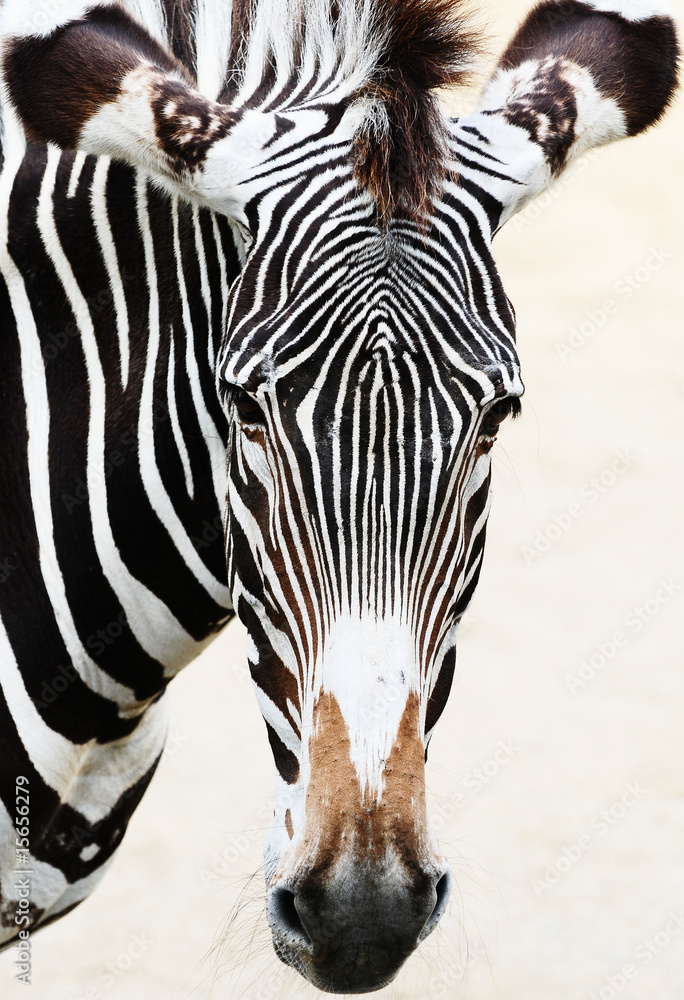 Naklejka premium zebra