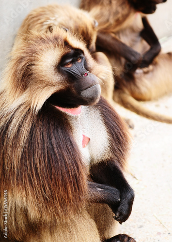 Wallpaper Mural affe Torontodigital.ca