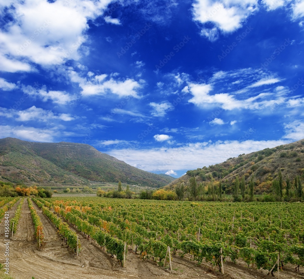 vineyard in the mountain valley