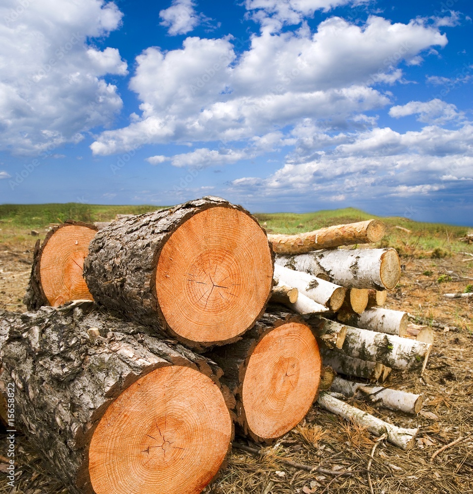 sawing trees in a field