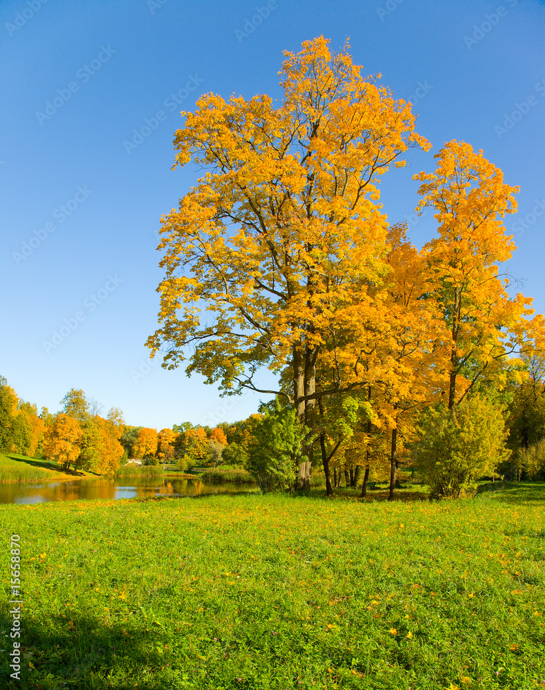 Naklejka premium autumn landscape