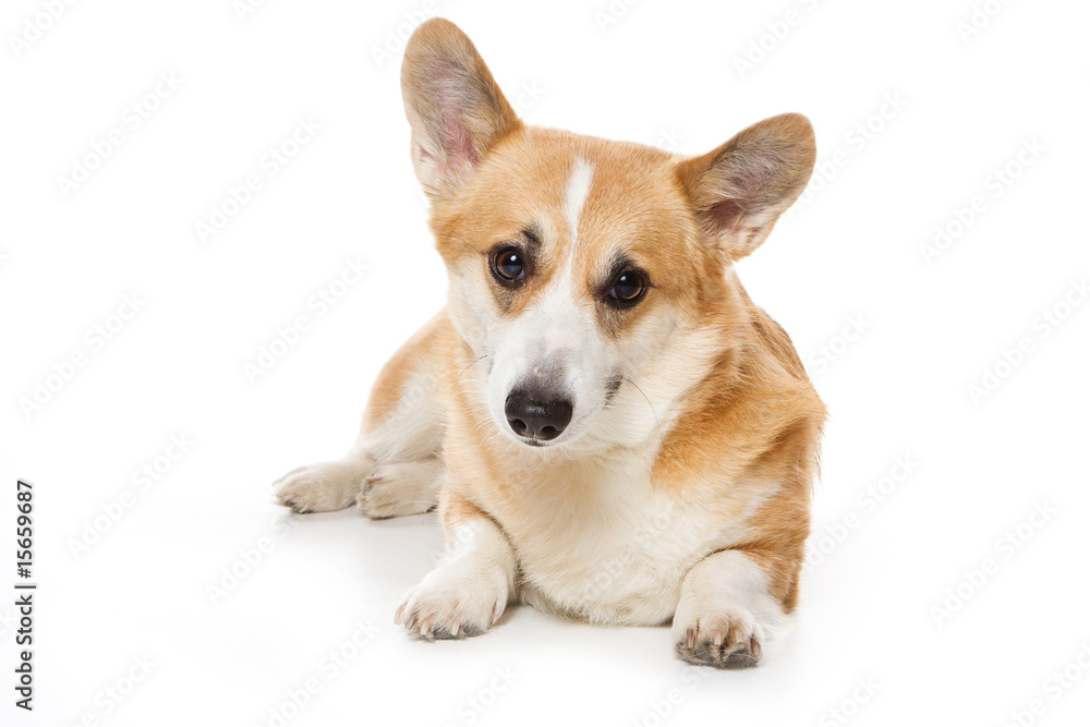 Corgi dog on white background