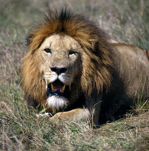 Fototapeta Naklejka Na Ścianę i Meble -  Löwe_112059