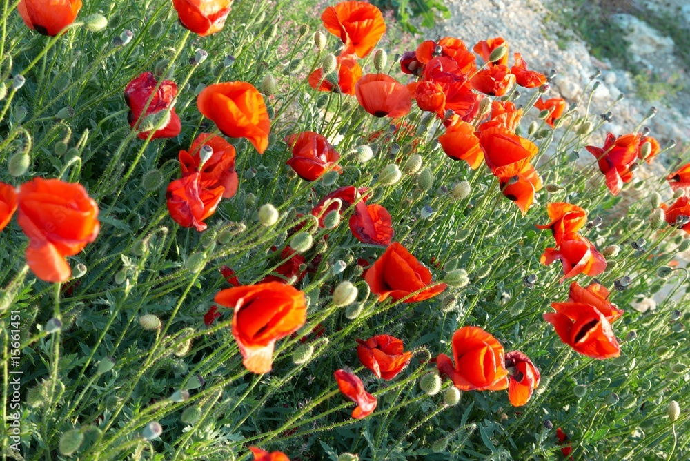 Obraz premium Field of poppies
