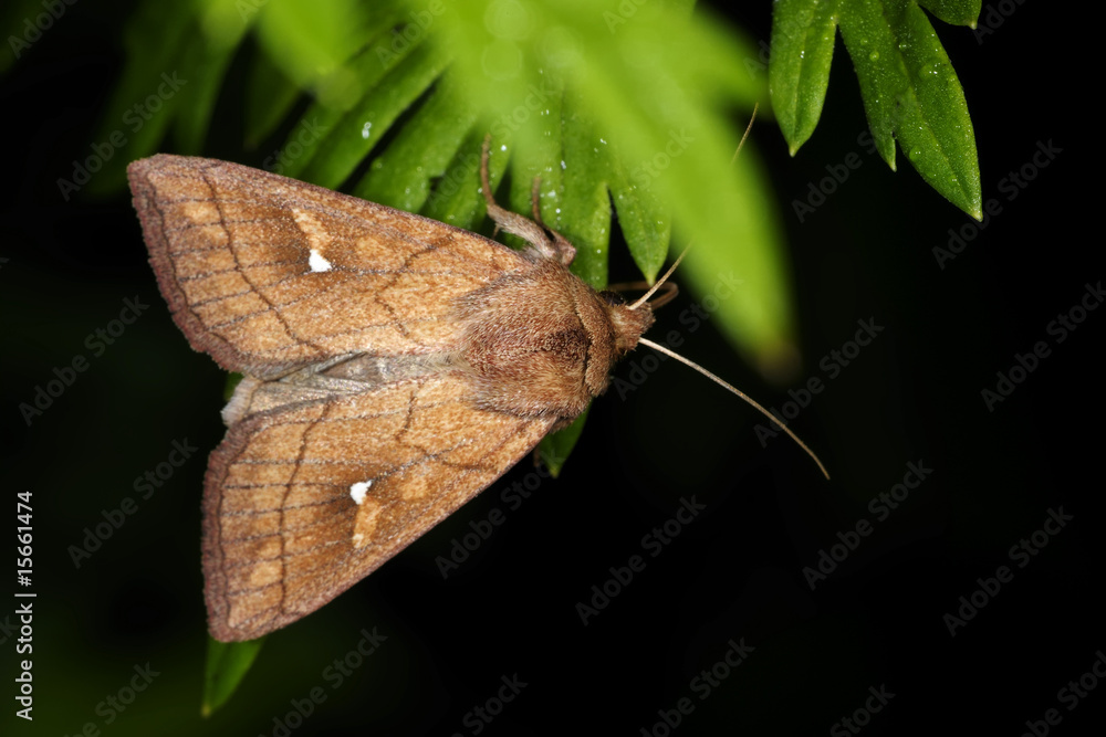 Obraz premium mythimna conigera