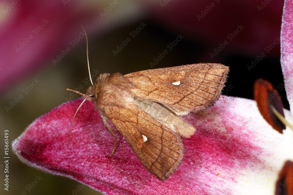 Obraz premium mythimna conigera