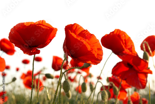 Red poppies #15661421