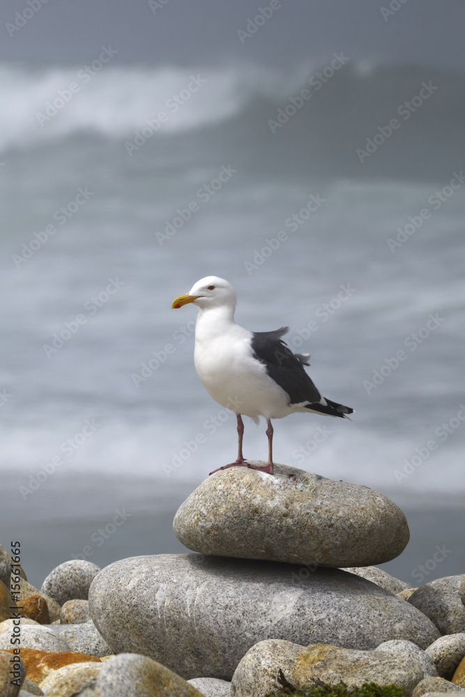 larus occidentalis larus occidentalis