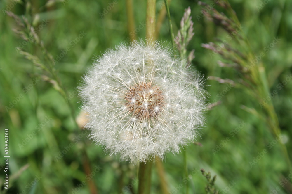 Obraz premium Fiore bianco