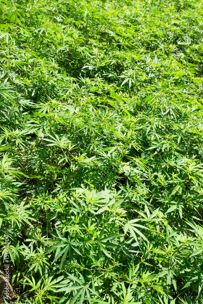 Field of green marijuana (hemp) Field of green marijuana (hemp)