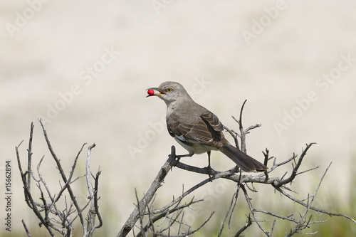 northern mockingbird, mimus polyglottos photo