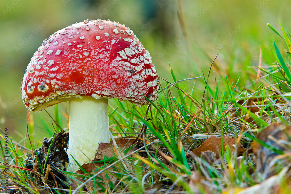 Fungi, mushrooms in a forest Fungi, mushrooms in a forest