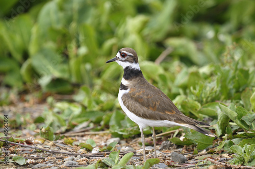 charadrius vociferus, killdeer