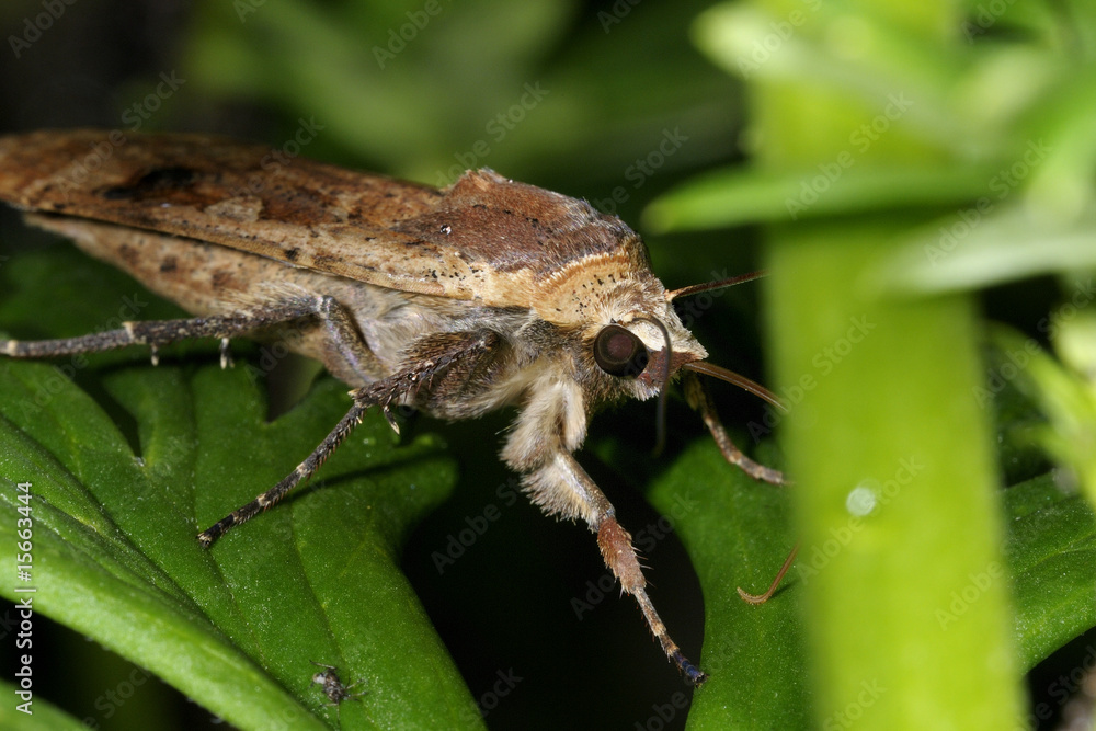 large yellow underwing, noctua pronuba large yellow underwing, noctua pronuba