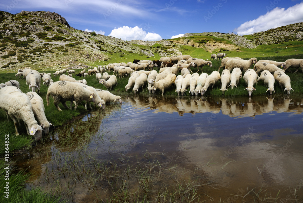 Obraz premium Owce na górze Bistra woda pitna na jeziorze lodowcowym
