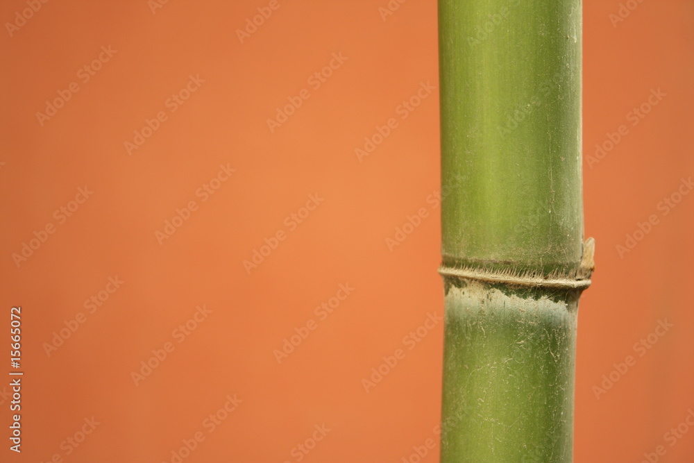Obraz premium Bamboo background