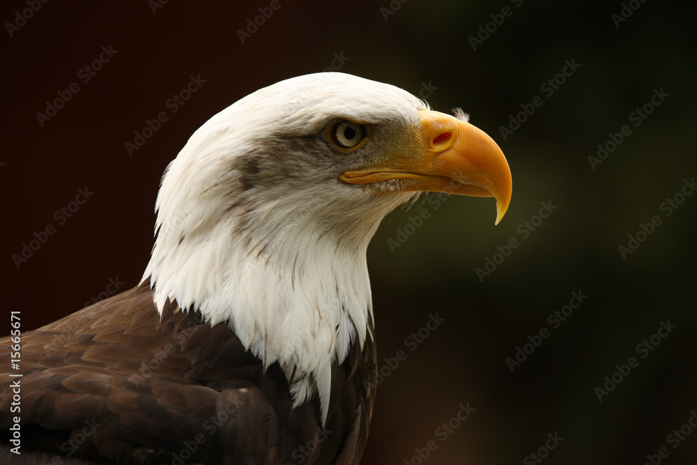 Fototapeta premium Portrait of a Bald Eagle