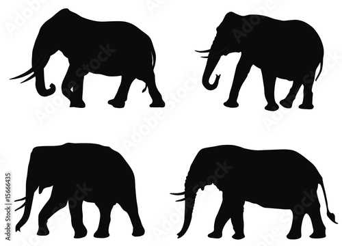 Canvas Print Elephants