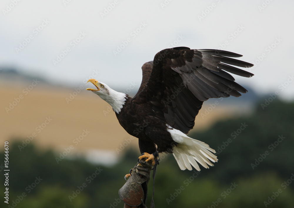 Obraz premium Bald Eagle calling