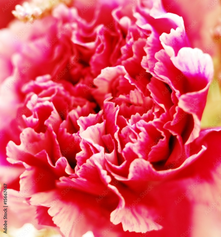 Carnation detail