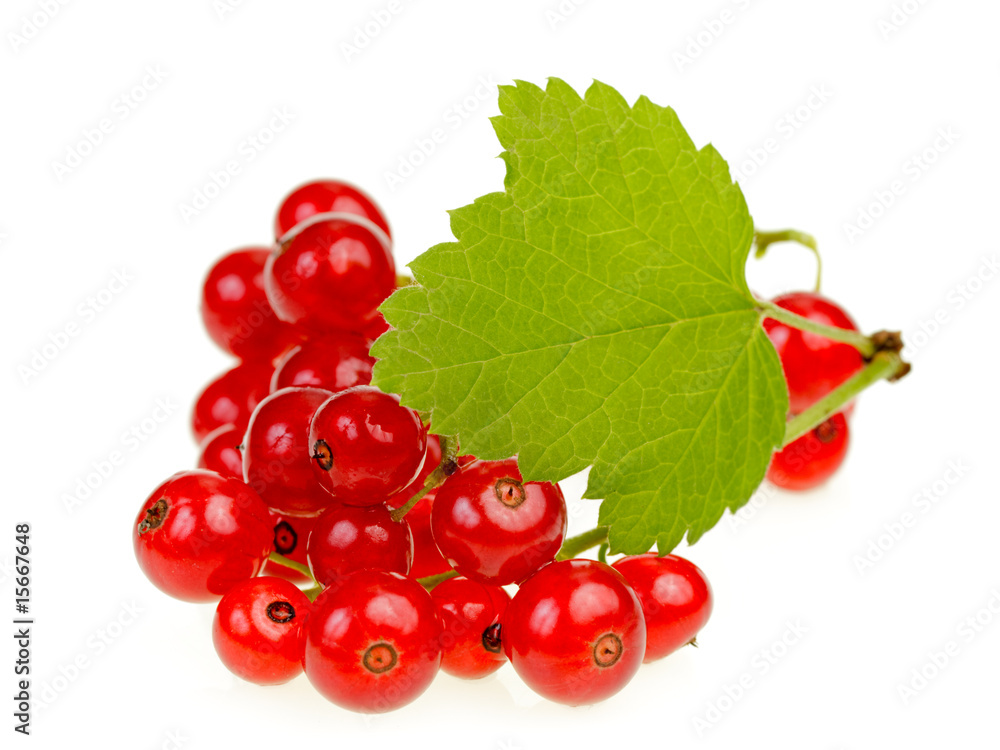 Redcurrant berries Redcurrant berries