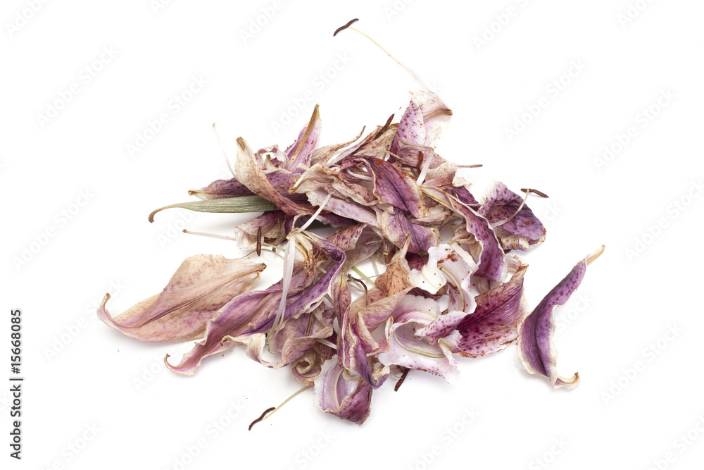 Obraz premium fleur sèche