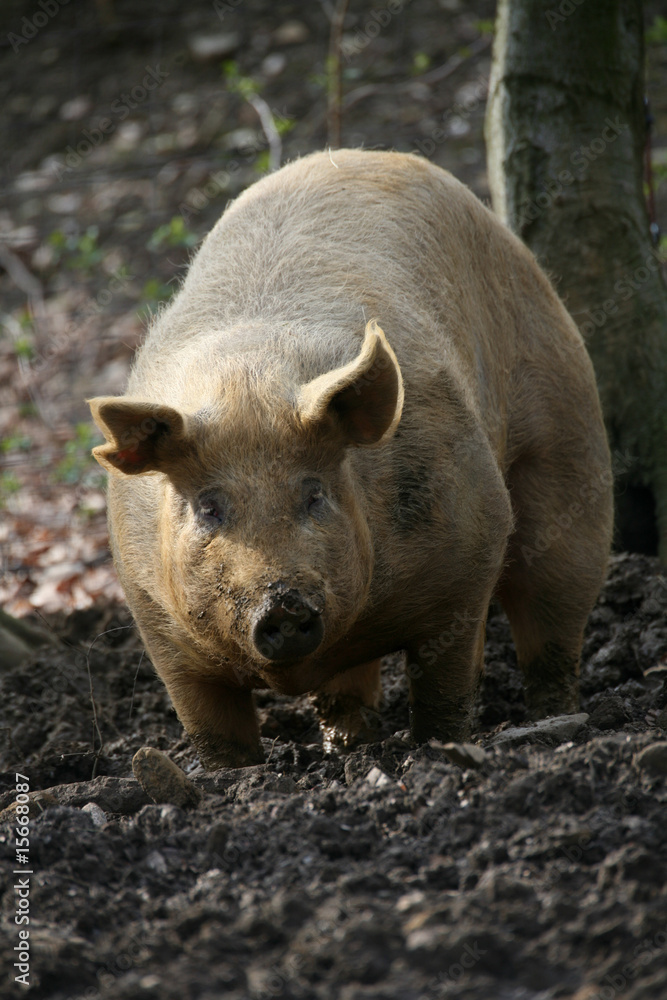 Eichelschwein