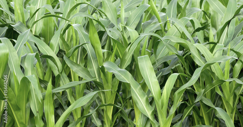 fields of corn
