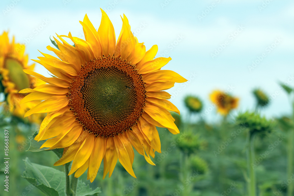 Sunflower