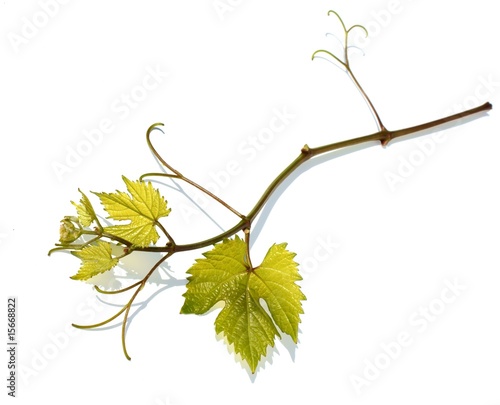 Grape vine