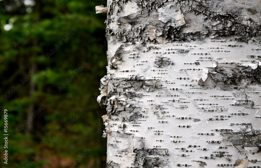 Obraz premium Birkenrinde