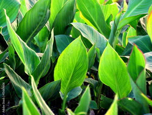 Wide Grass