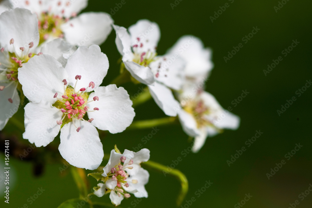 White flowers of apple tree