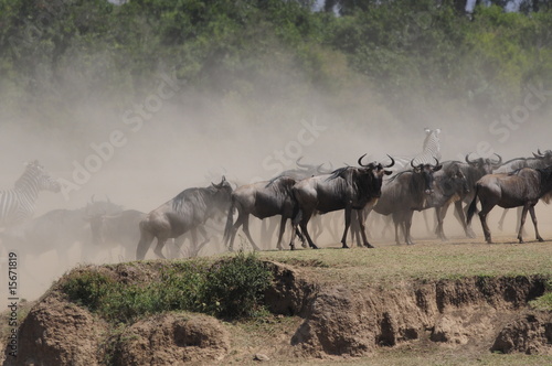 The great migration of wildebeest, Masai Mara, Kenya